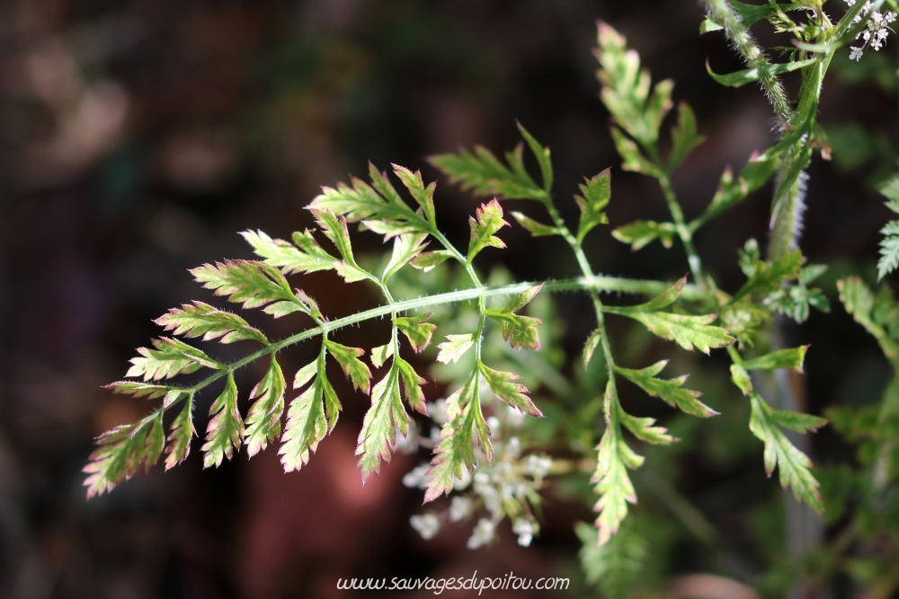 Daucus carotta, Carotte sauvage, Poitiers bords de Boivre