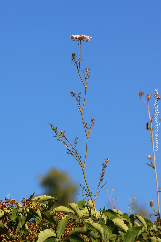 Daucus carota, Carotte sauvage, Poitiers gare
