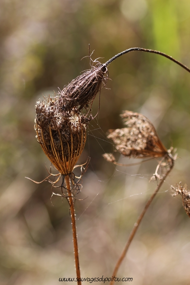 Daucus carota, Carotte sauvage, Poitiers bords de Boivre