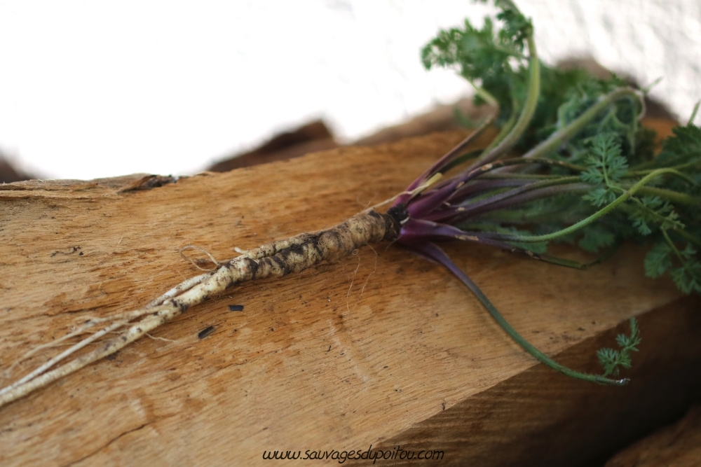 Daucus carota, Carotte sauvage, Poitiers quartier Chilvert