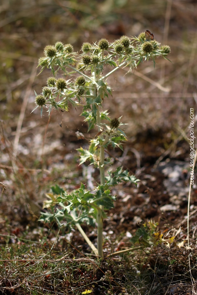 Eryngium campestre, Panicaut champêtre, Biard Petit Mazay (86)
