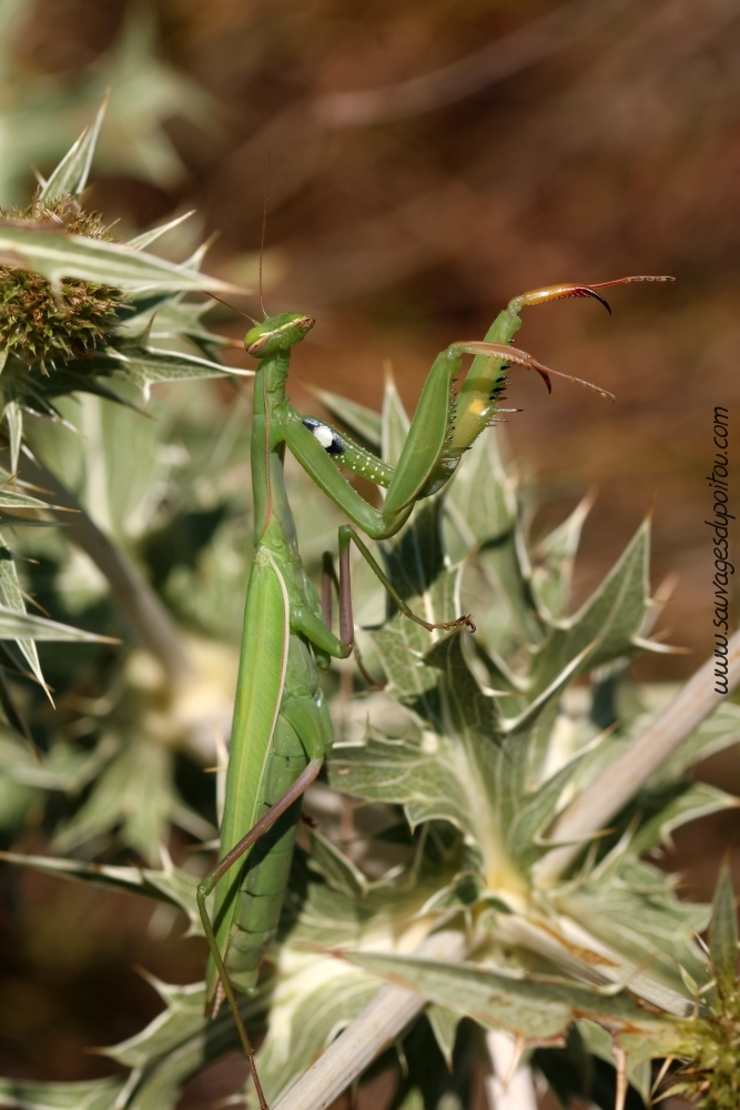 Mantis religiosa sur Eryngium campestre, Biard Petit Mazay (86)