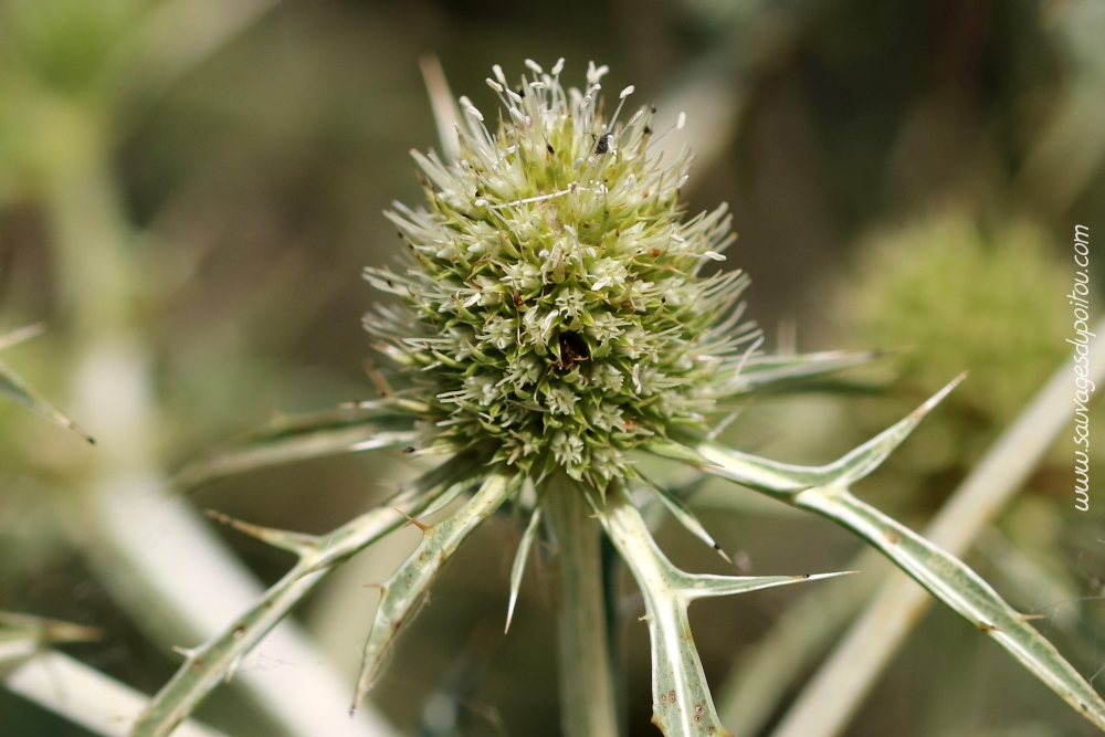 Eryngium campestre, Panicaut champêtre, Biard Petit Mazay (86)