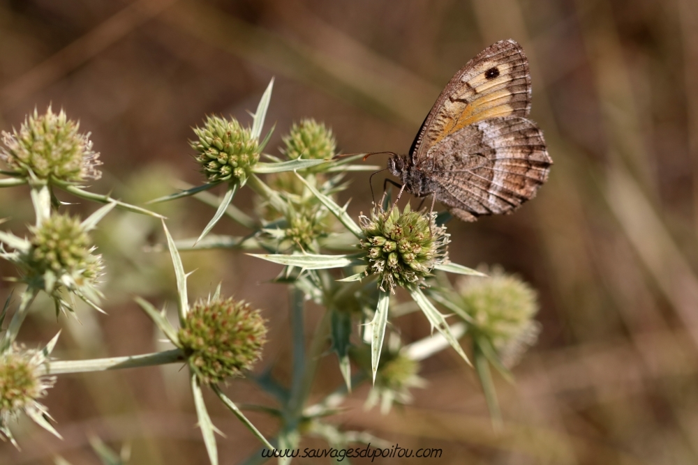 Arethusana arethusa sur Eryngium campestre, Biard Petit Mazay (86)