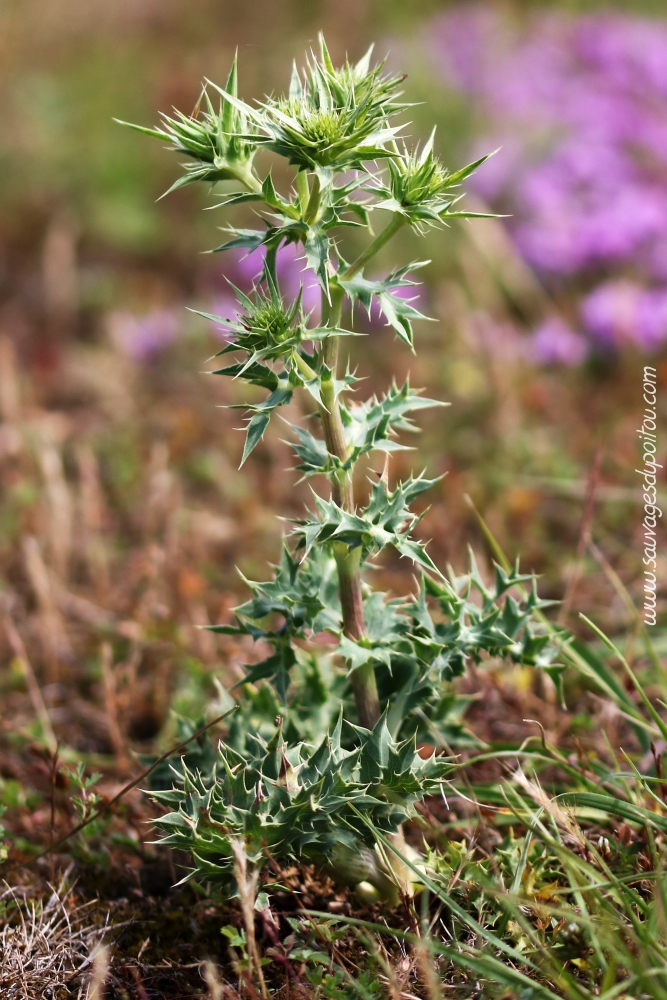 Eryngium campestre, Panicaut champêtre, Biard Petit Mazay (86)