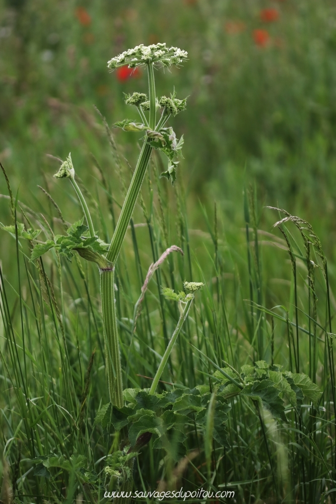 Heracleum sphondylium, Grande Berce, Biard (86)