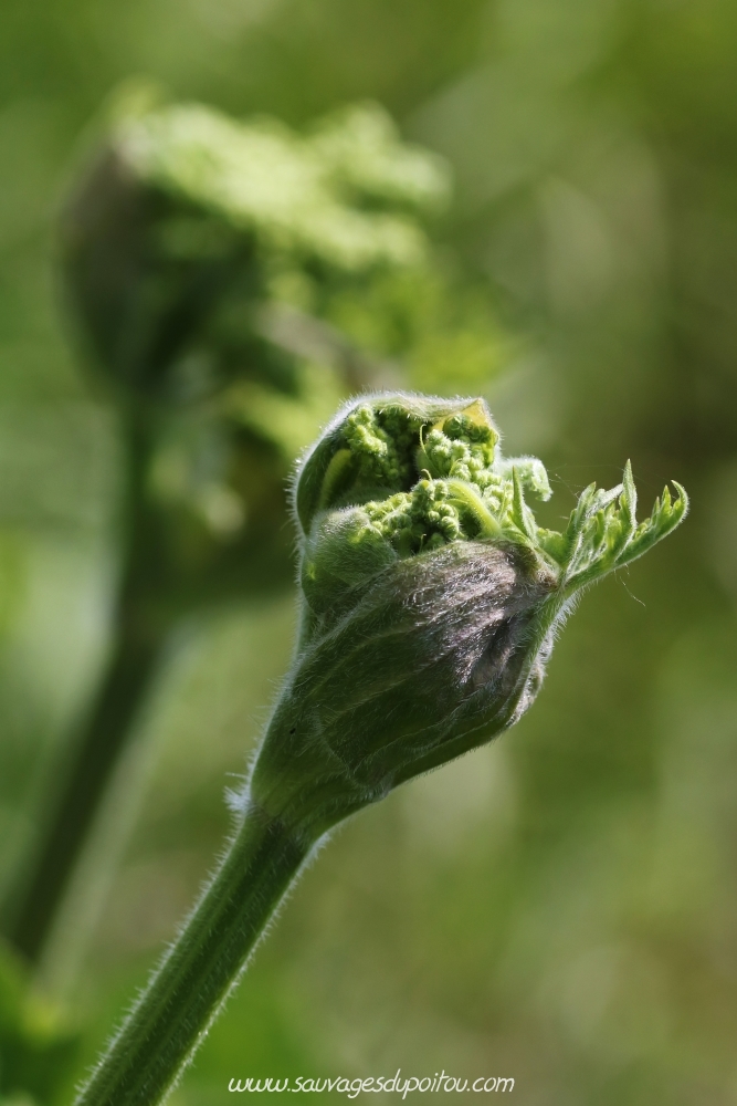 Heracleum sphondylium, Grande Berce, Poitiers bords de Boivre
