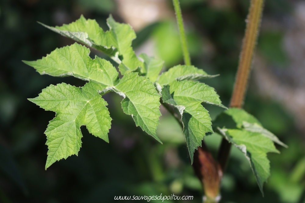 Heracleum sphondylium, Grande Berce, Poitiers bords de Boivre
