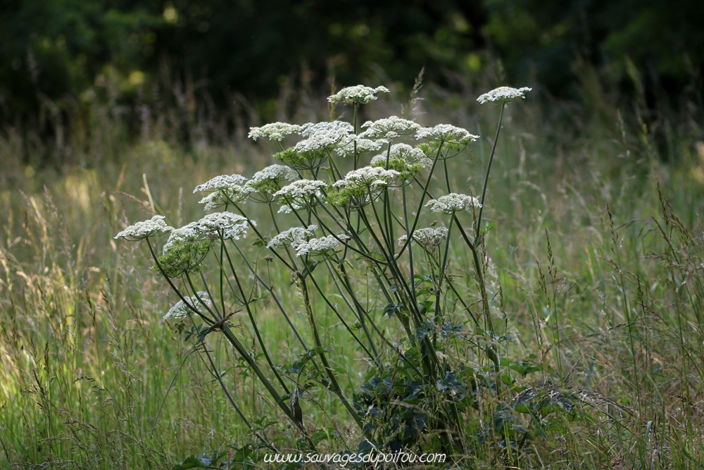 Heracleum sphondylium, Grande Berce, Poitiers bords de Boivre