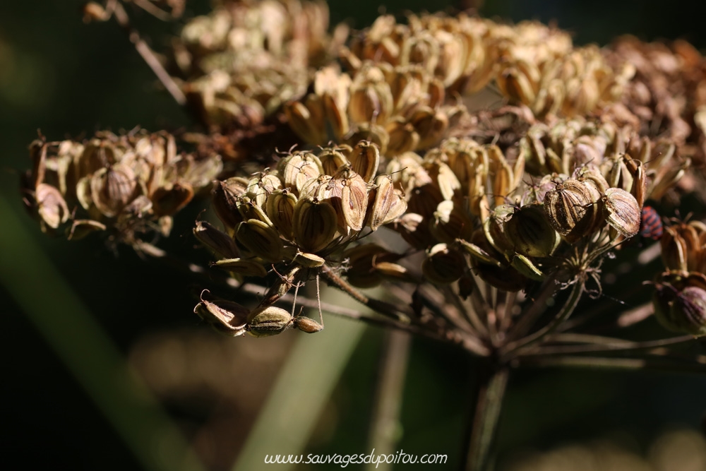 Heracleum sphondylium, Grande Berce, Poitiers bords de Boivre