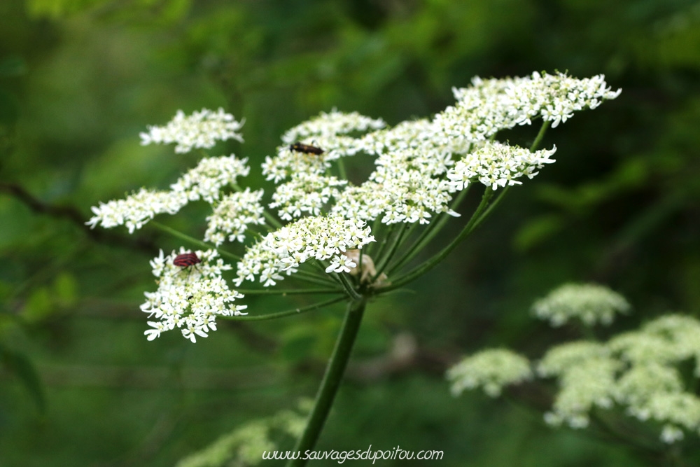 Heracleum sphondylium, Grande Berce, Biard (86)