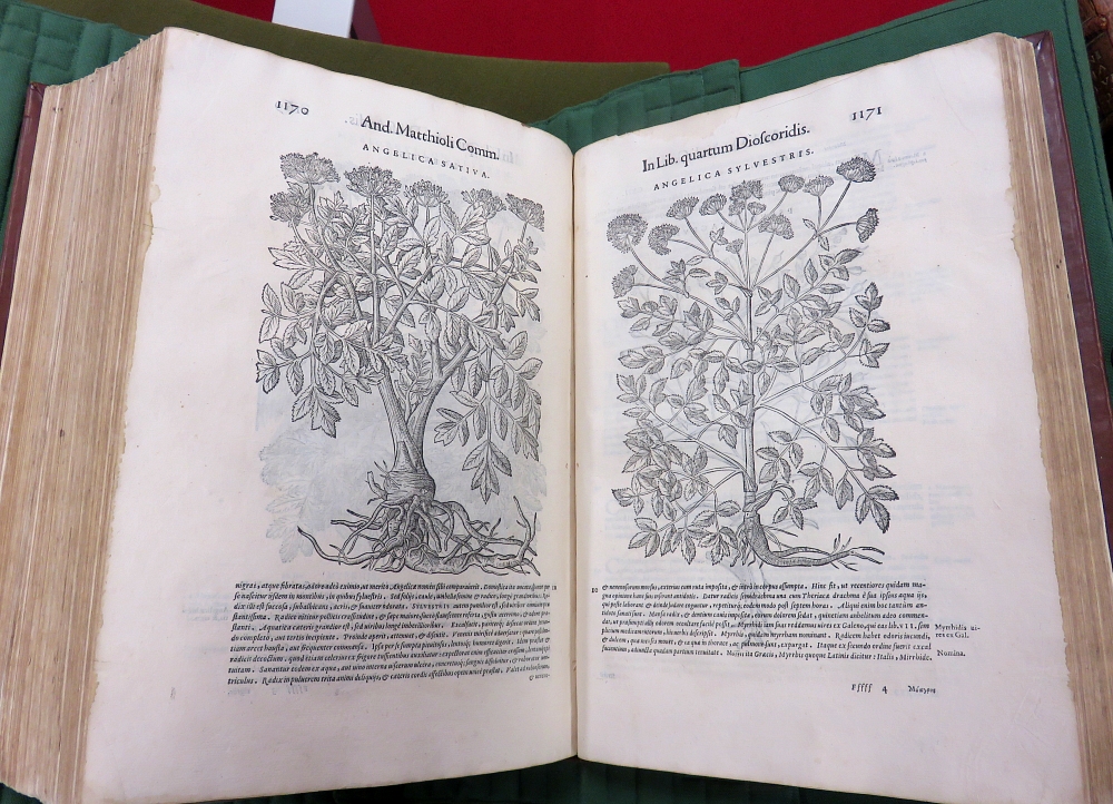 Angelica sp, Matthiole, 1566