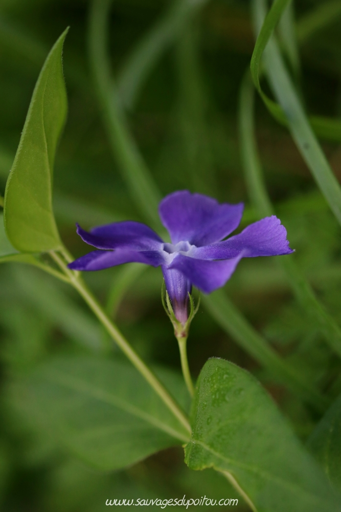 Vinca major, Grande Pervenche, Poitiers bords de Boivre