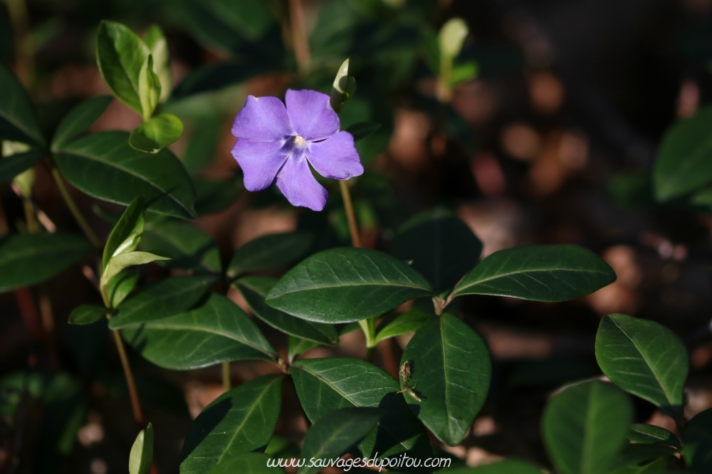Vinca minor, Petite Pervenche, Ligugé (86)
