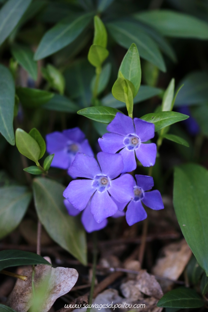 Vinca minor, Petite Pervenche, Poitiers bords de Boivre