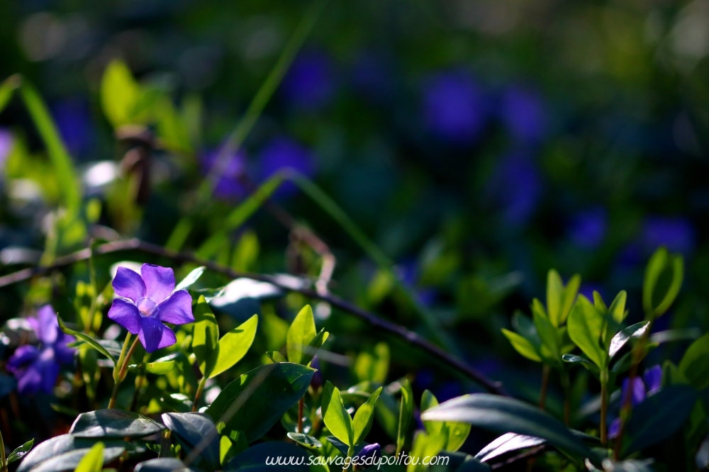 Vinca minor, Petite Pervenche, Poitiers bords de Boivre