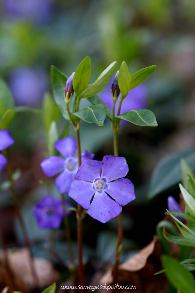 Vinca minor, Petite Pervenche, Poitiers bords de Boivre