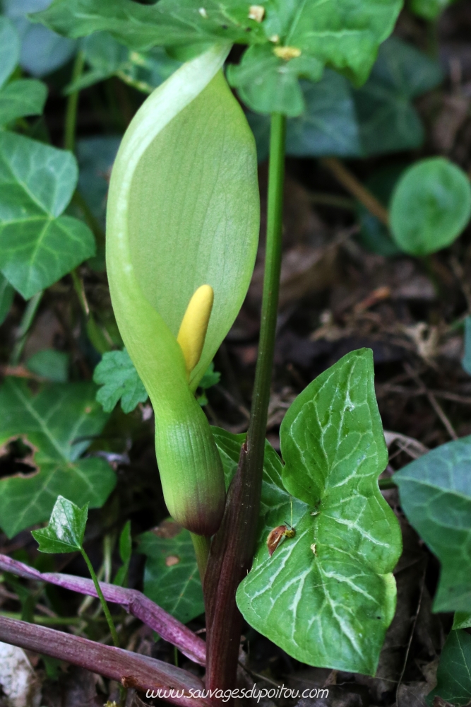 Arum italicum, Gouet d'Italie, Béceleuf (79)