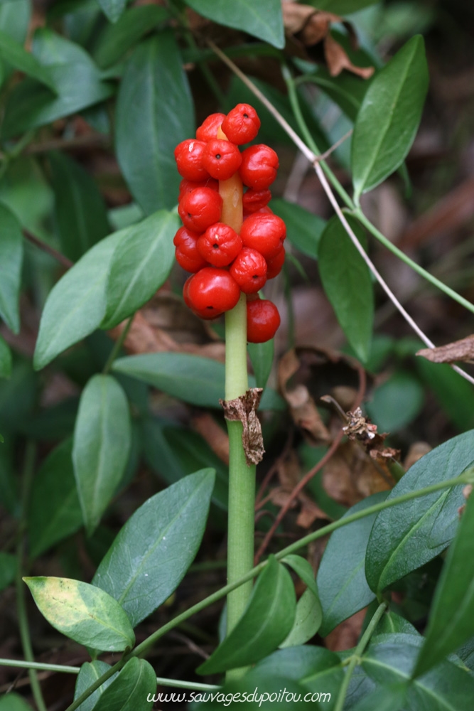 Arum italicum, Gouet d'Italie, Poitiers bords de Boivre