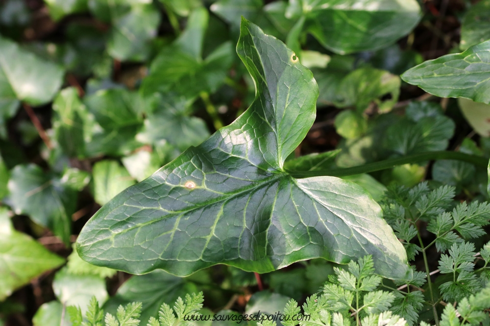 Arum italicum, Gouet d'Italie, Poitiers bords de Clain