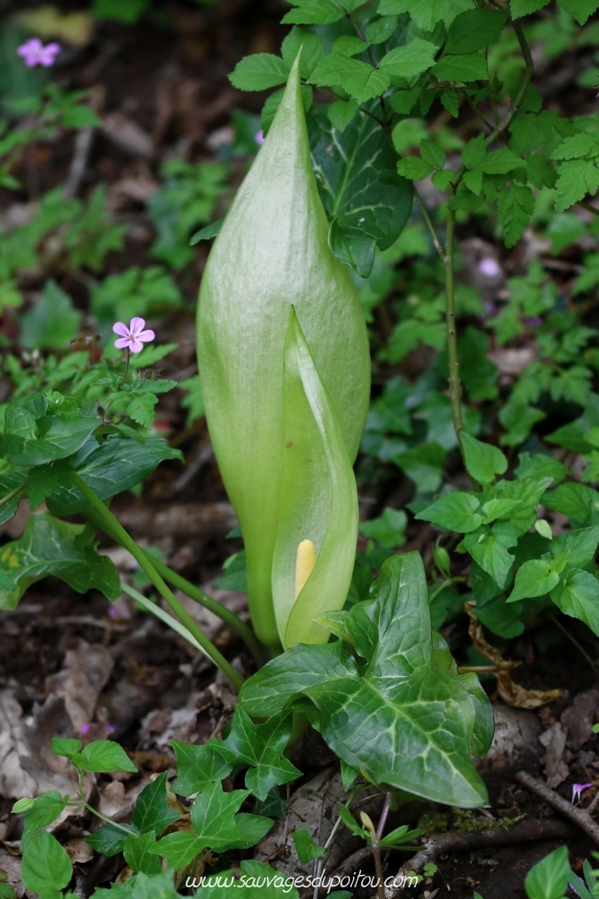 Arum italicum, Gouet d'Italie, Béceleuf (79)