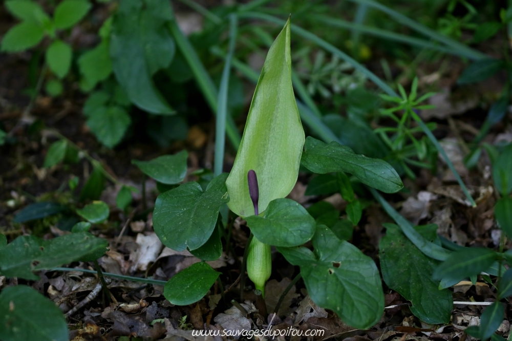Arum maculatum, Arum tâcheté, Poitiers bords de Boivre