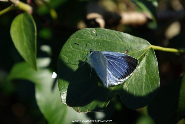 Celastrina argiolus sur Hedera helix, Saint Benoît (86), crédit photo : Olivier Pouvreau