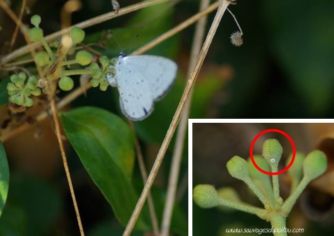 Celastrina argiolus sur Hedera helix, Saint Benoît (86), crédit photo : Olivier Pouvreau