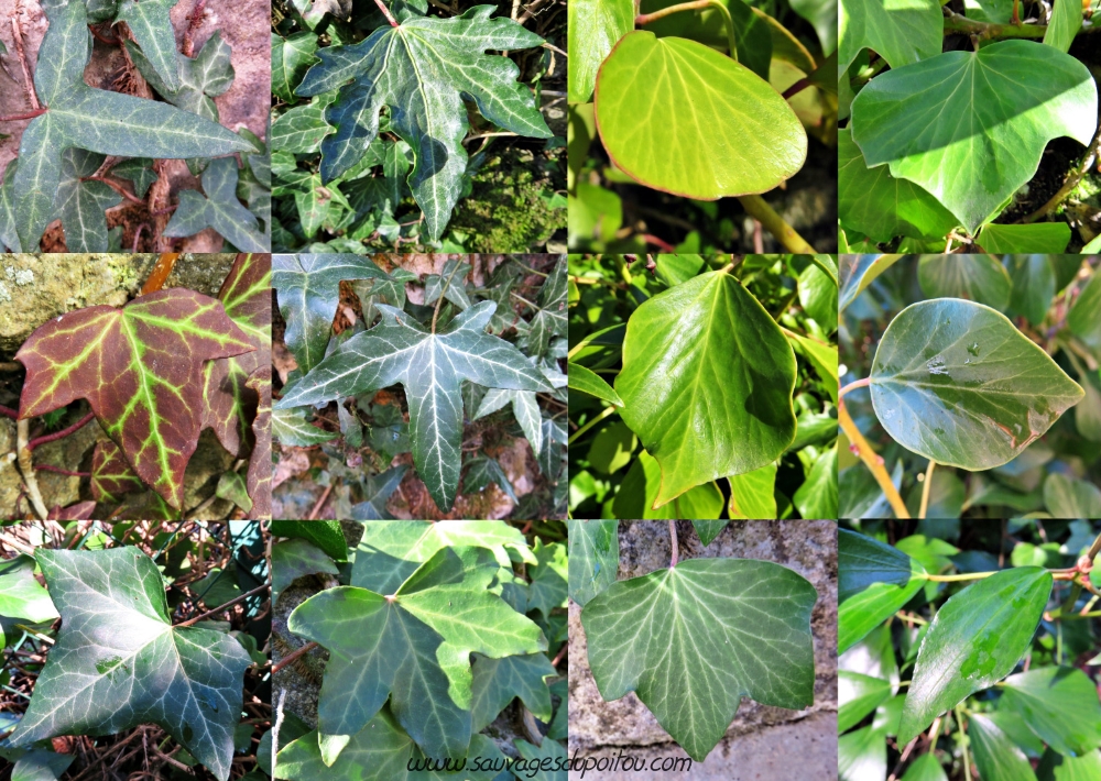 Hedera helix, Lierre grimpant, Poitiers