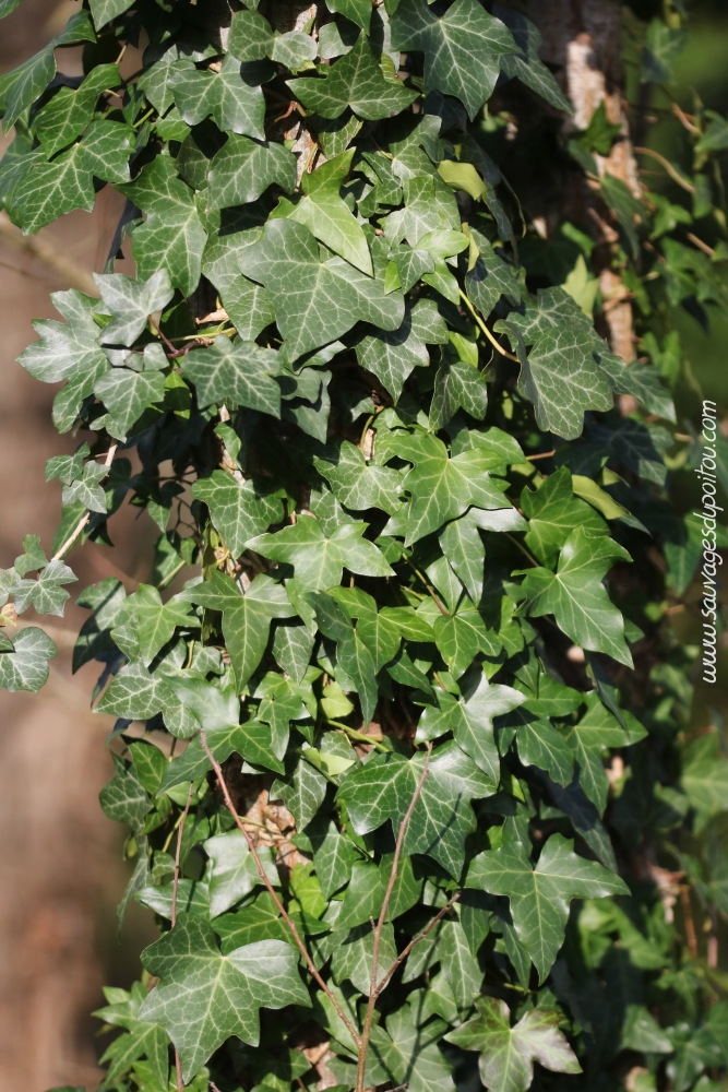 Hedera helix, Lierre grimpant, Poitiers bords de Clain