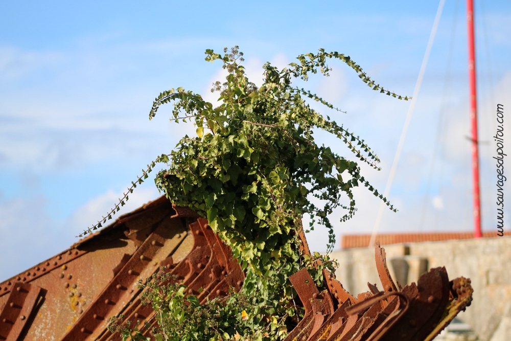 Hedera helix, Lierre grimpant, Rochefort (17)