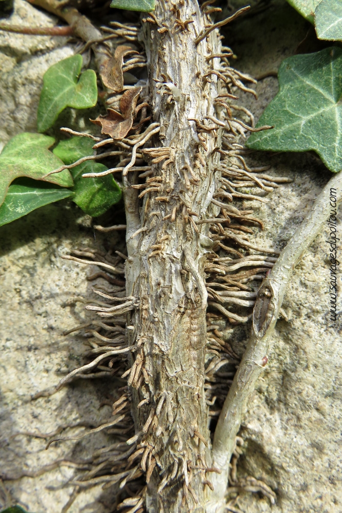 Hedera helix, Lierre grimpant, Poitiers quartier gare