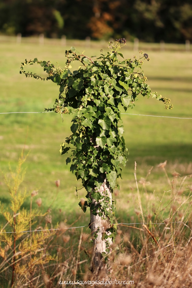 Hedera helix, Lierre grimpant, Ile d'Aix (17)