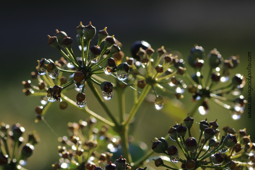Hedera helix, Lierre grimpant, Poitiers bords de Boivre