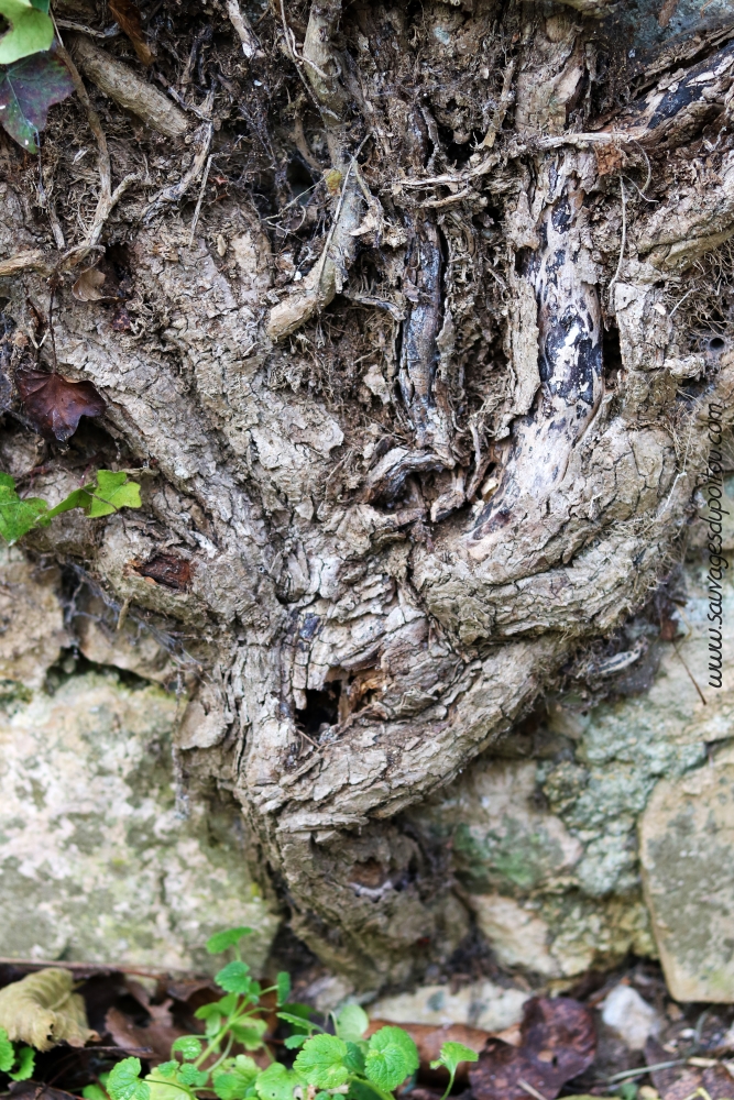 Hedera helix, Lierre grimpant, Migné-Auxance (86)