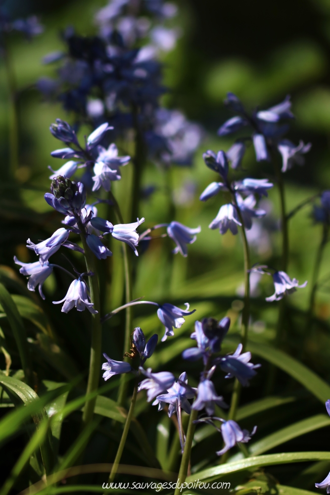 Hyacinthoides hispanica, Jacinthe d'Espagne, Poitiers quartier Chilvert