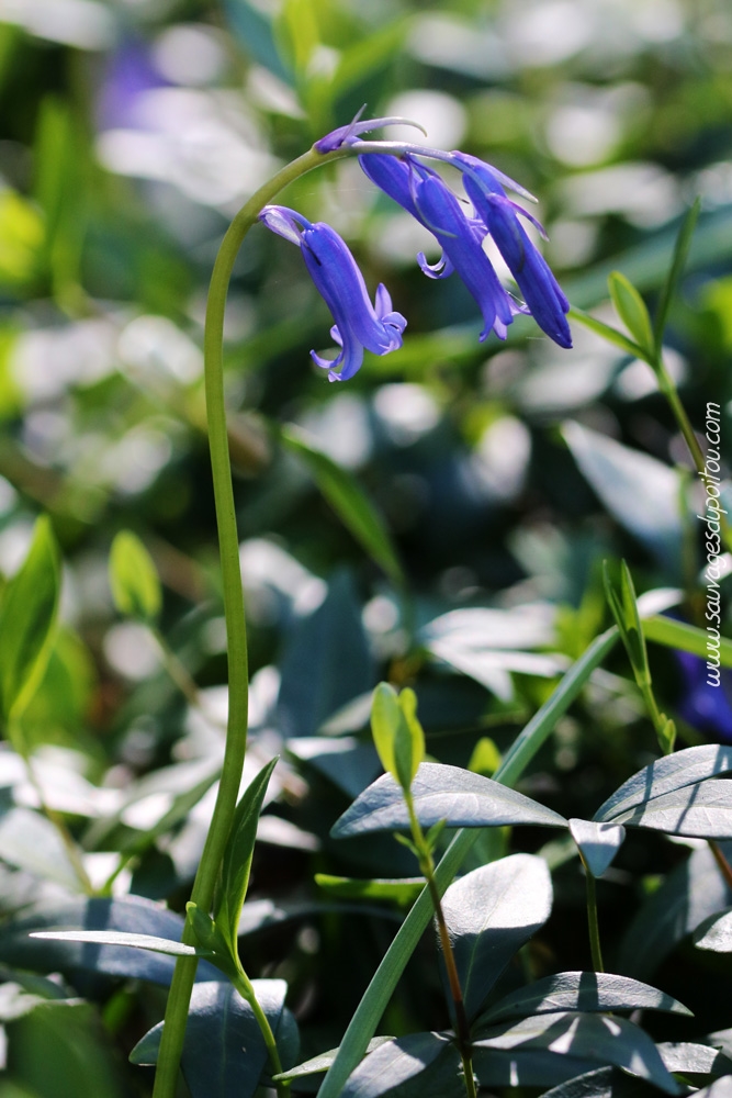 Hyacinthoides non-scripta, Jacinthe des bois, Poitiers bords de Boivre