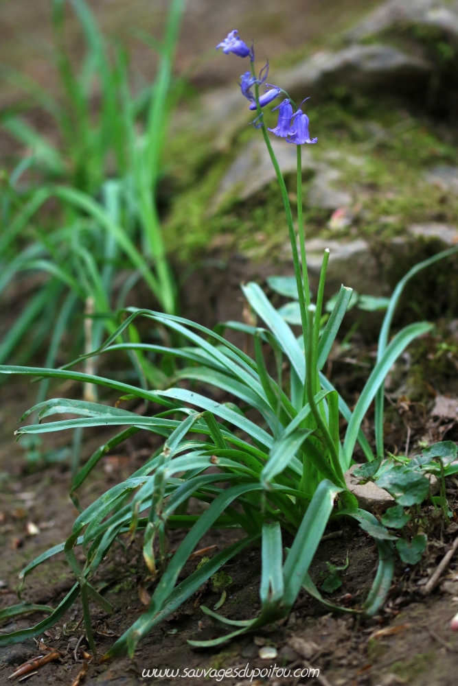 Hyacinthoides non-scripta, Jacinthe des bois, Exireuil (79)