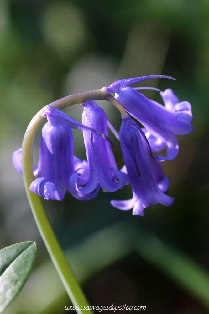 Hyacinthoides non-scripta, Jacinthe des bois, Poitiers bords de Boivre