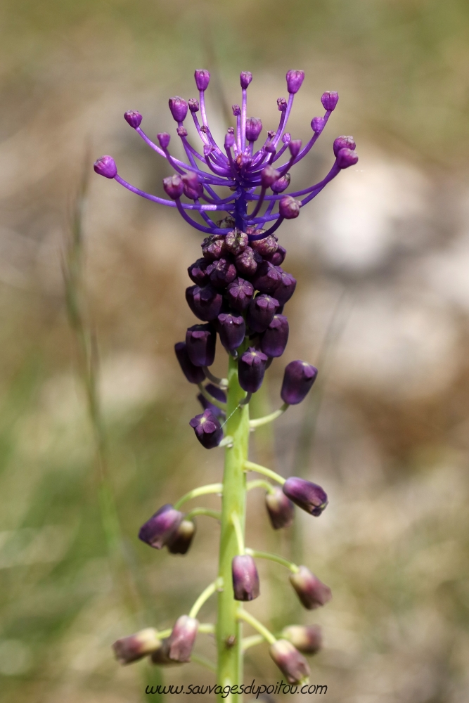 Muscari comosum, Muscari à toupet, Biard Petit Mazay (86)