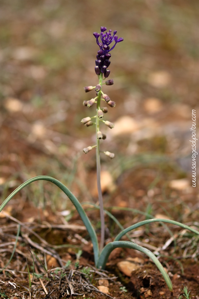 Muscari comosum, Muscari à toupet, Biard Petit Mazay (86)