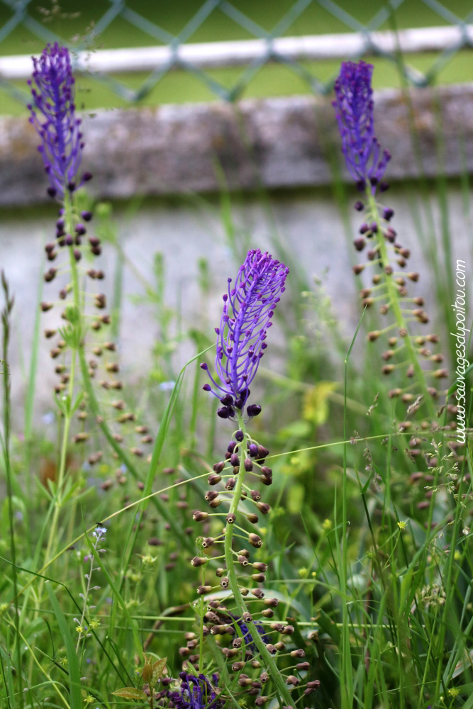 Muscari comosum, Muscari à toupet, Biard aéroport (86)