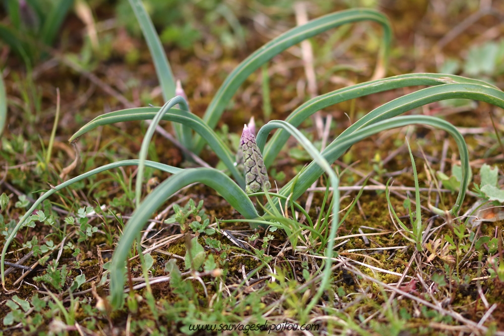 Muscari comosum, Muscari à toupet, Biard Petit Mazay (86)