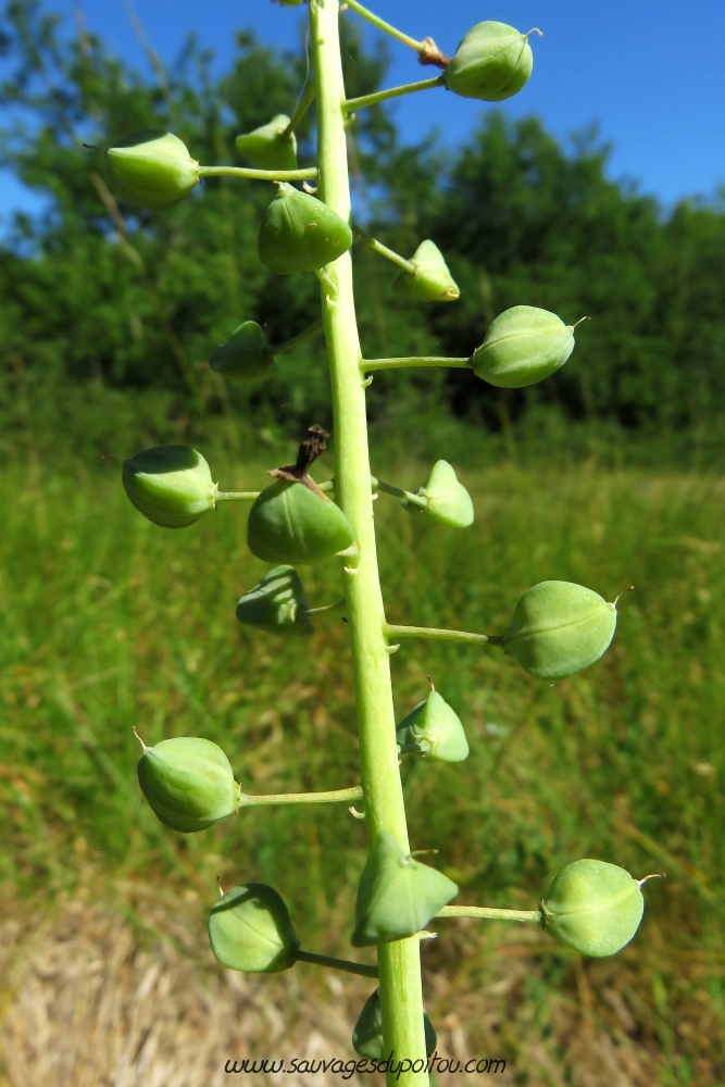 Muscari comosum, Muscari à toupet, Biard Petit Mazay (86)