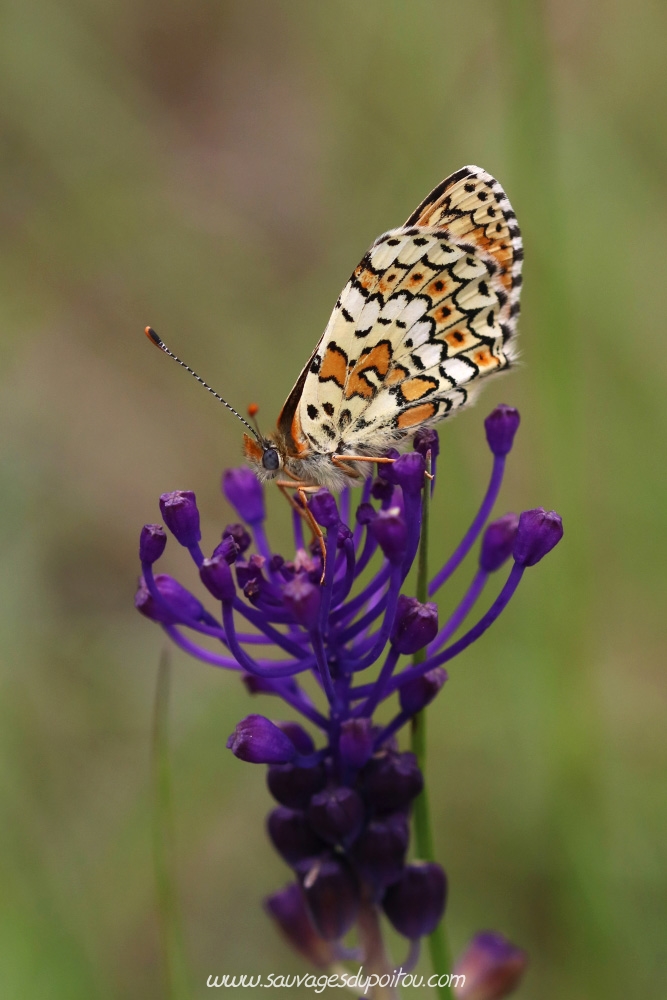 Muscari comosum, Muscari à toupet, Biard Petit Mazay (86)