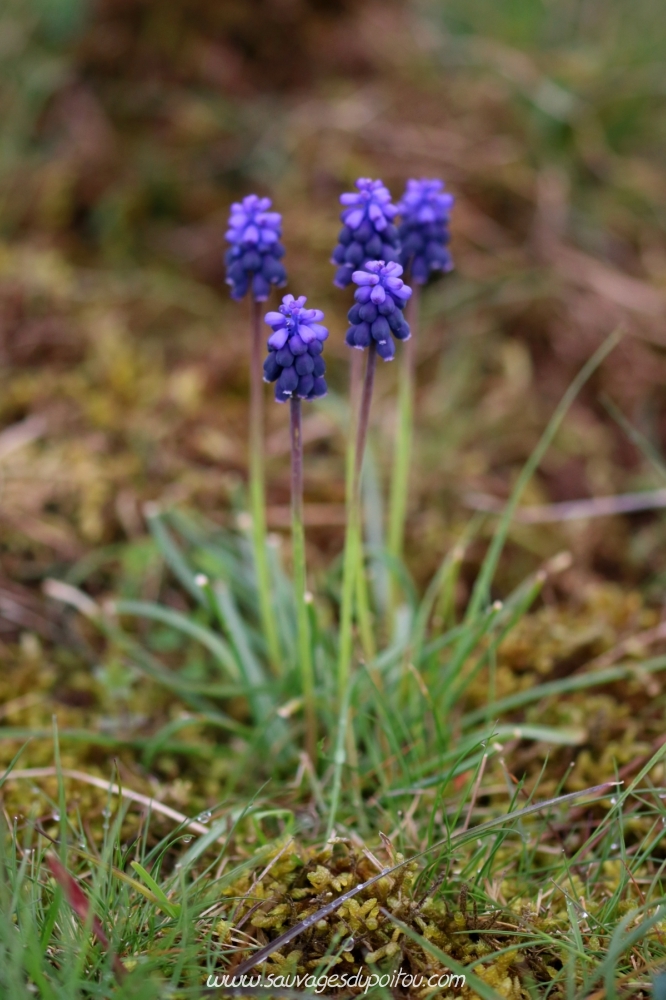 Muscari neglectum, Muscari à grappes, Biard (86)