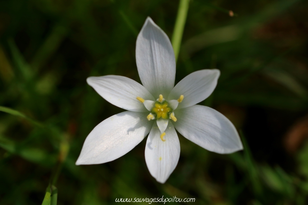 Ornithogalum umbellatum, Ornithogale en ombelle, Poitiers bords de Boivre