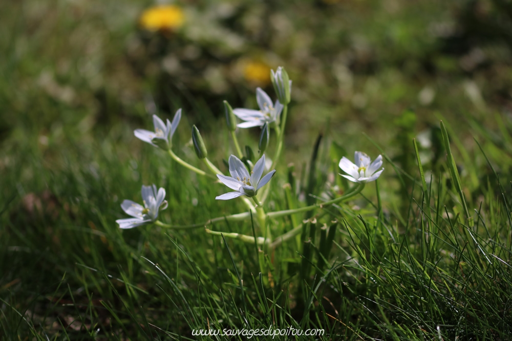 Ornithogalum umbellatum, Ornithogale en ombelle, Poitiers bords de Boivre