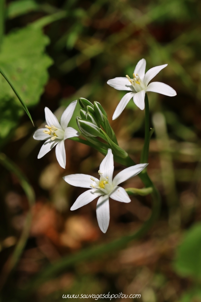 Ornithogalum umbellatum, Ornithogale en ombelle, Béceleuf (79)