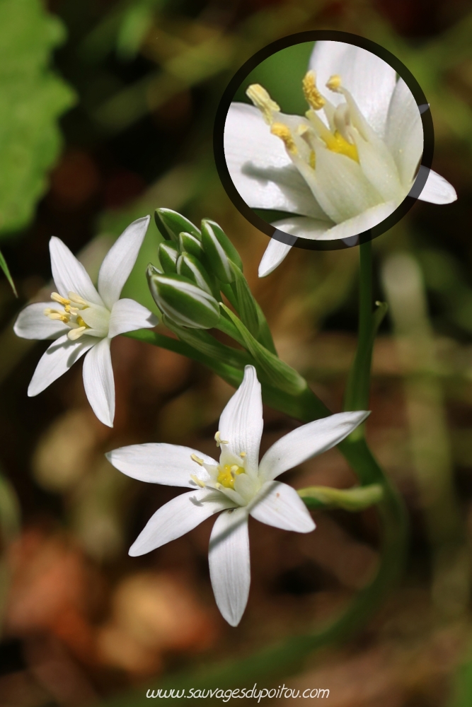 Ornithogalum umbellatum, Ornithogale en ombelle, Béceleuf (79)